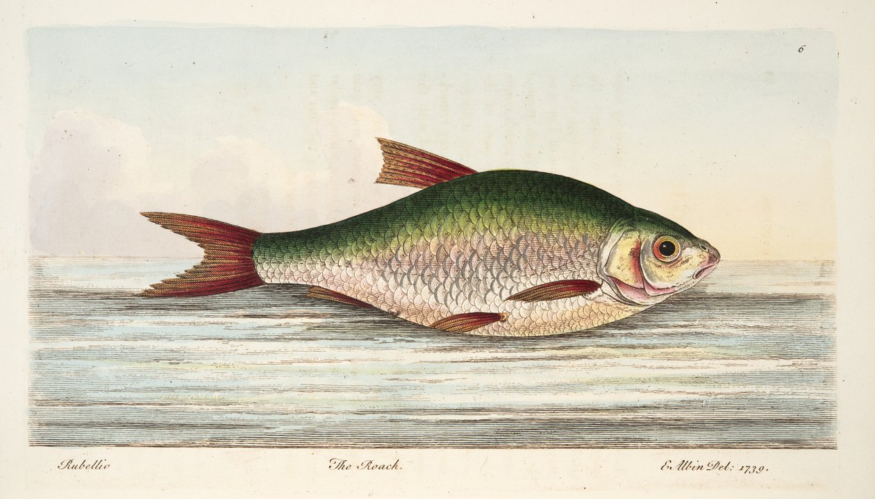 The Roach, fra A Treatise on Fish and Fish-damme, pub. 1832 (håndfarvet gravering) af Eleazar Albin