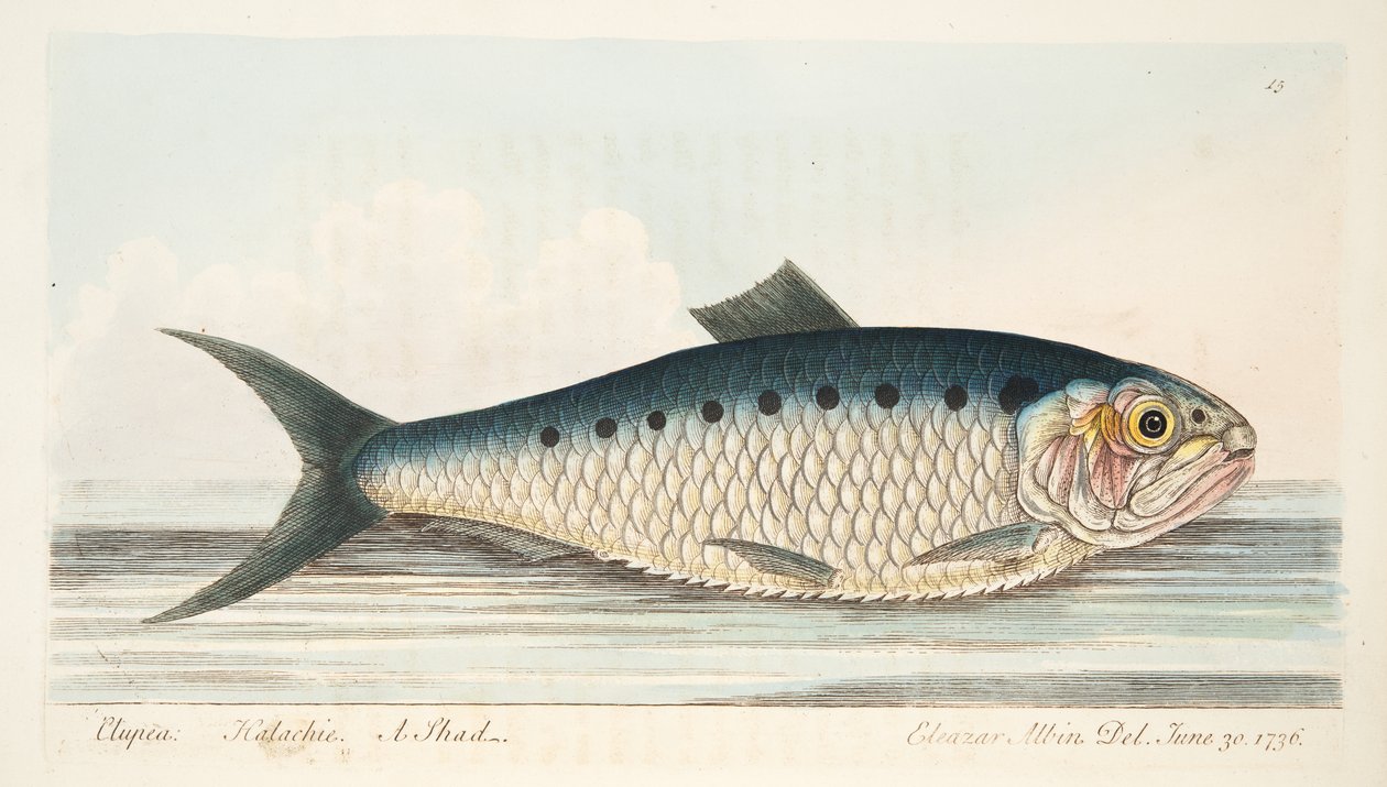 The Shad, fra A Treatise on Fish and Fish-damme, pub. 1832 (håndfarvet gravering) af Eleazar Albin