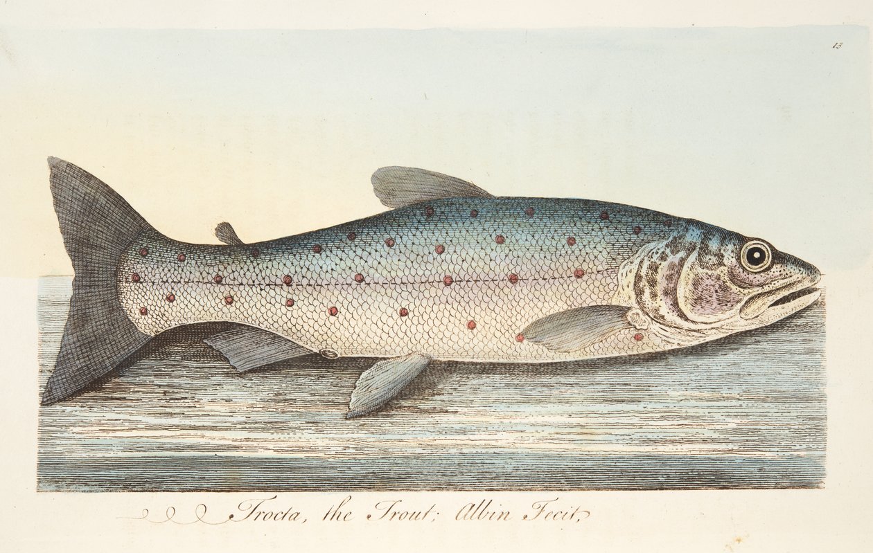 Ørreden, fra A Treatise on Fish and Fish-damme, pub. 1832 (håndfarvet gravering) af Eleazar Albin