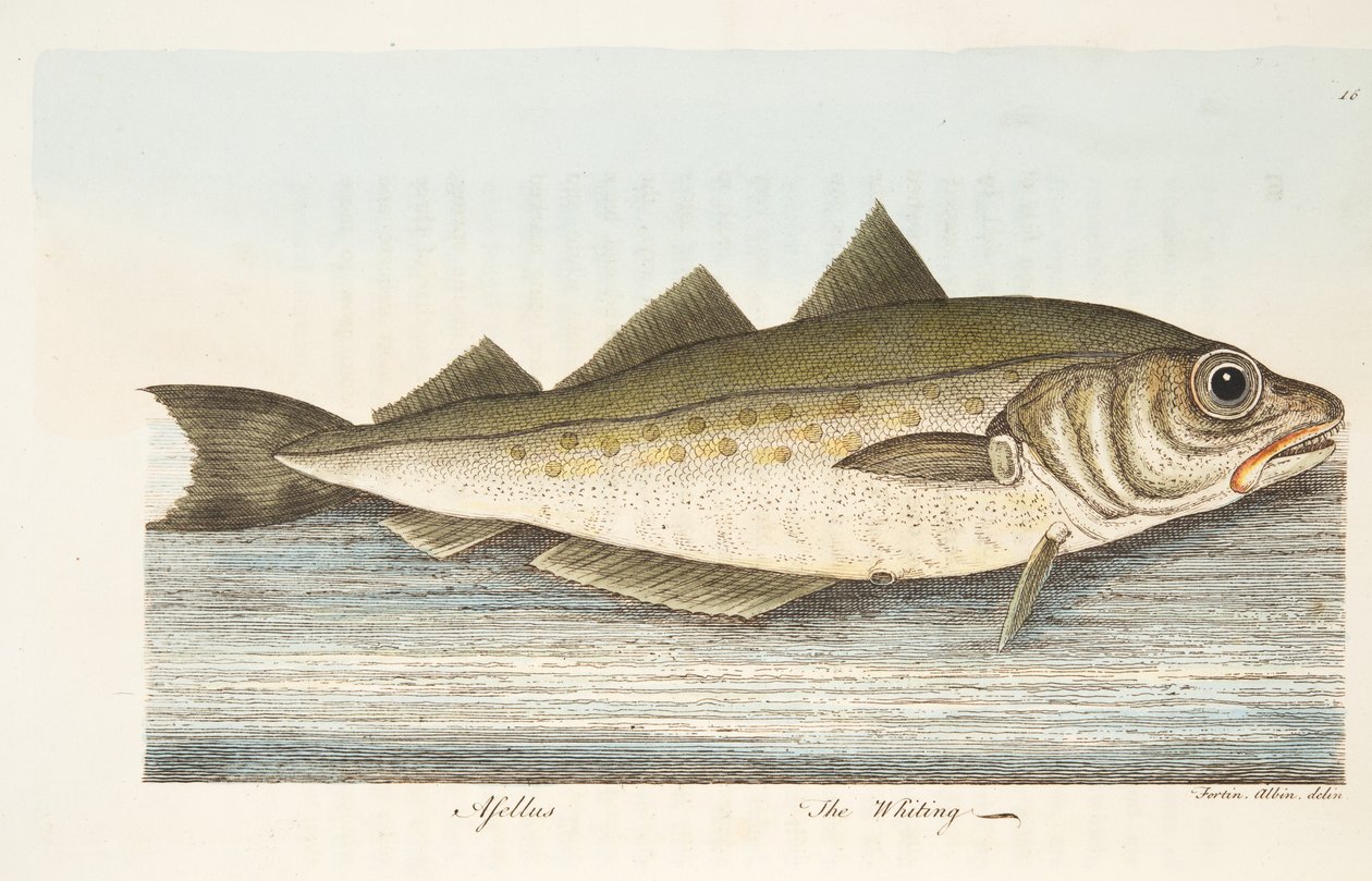 The Whiting, fra A Treatise on Fish and Fish-damme, pub. 1832 (håndfarvet gravering) af Eleazar Albin
