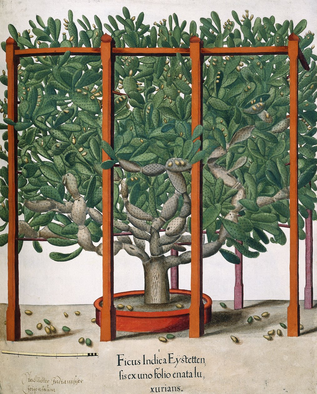 Ficus Indica Eystetten fis ex uno Folio Enata lu Xurians, 1613 af Elias Gottleib Haussmann