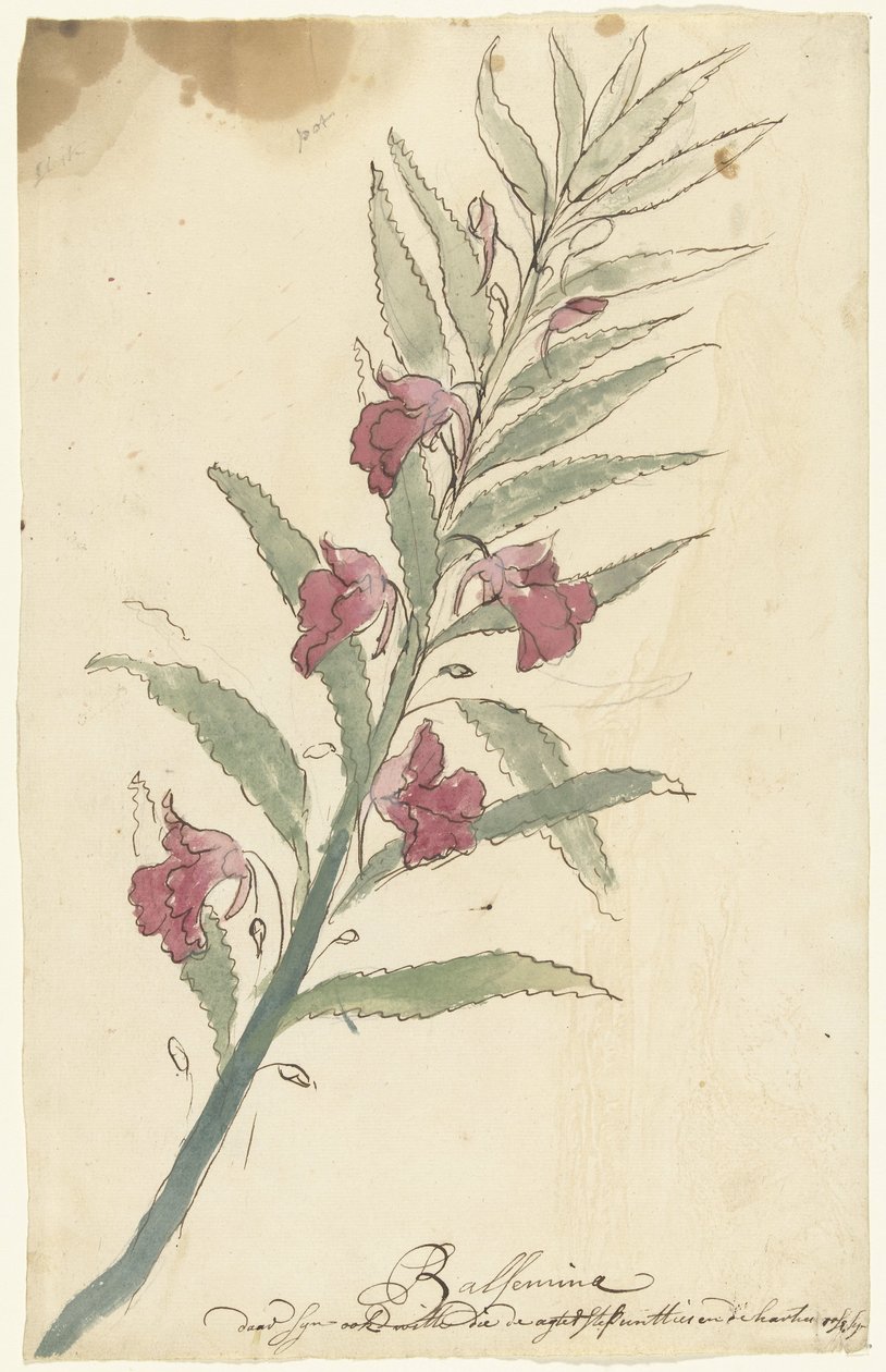 balsemi af Elias van Nijmegen