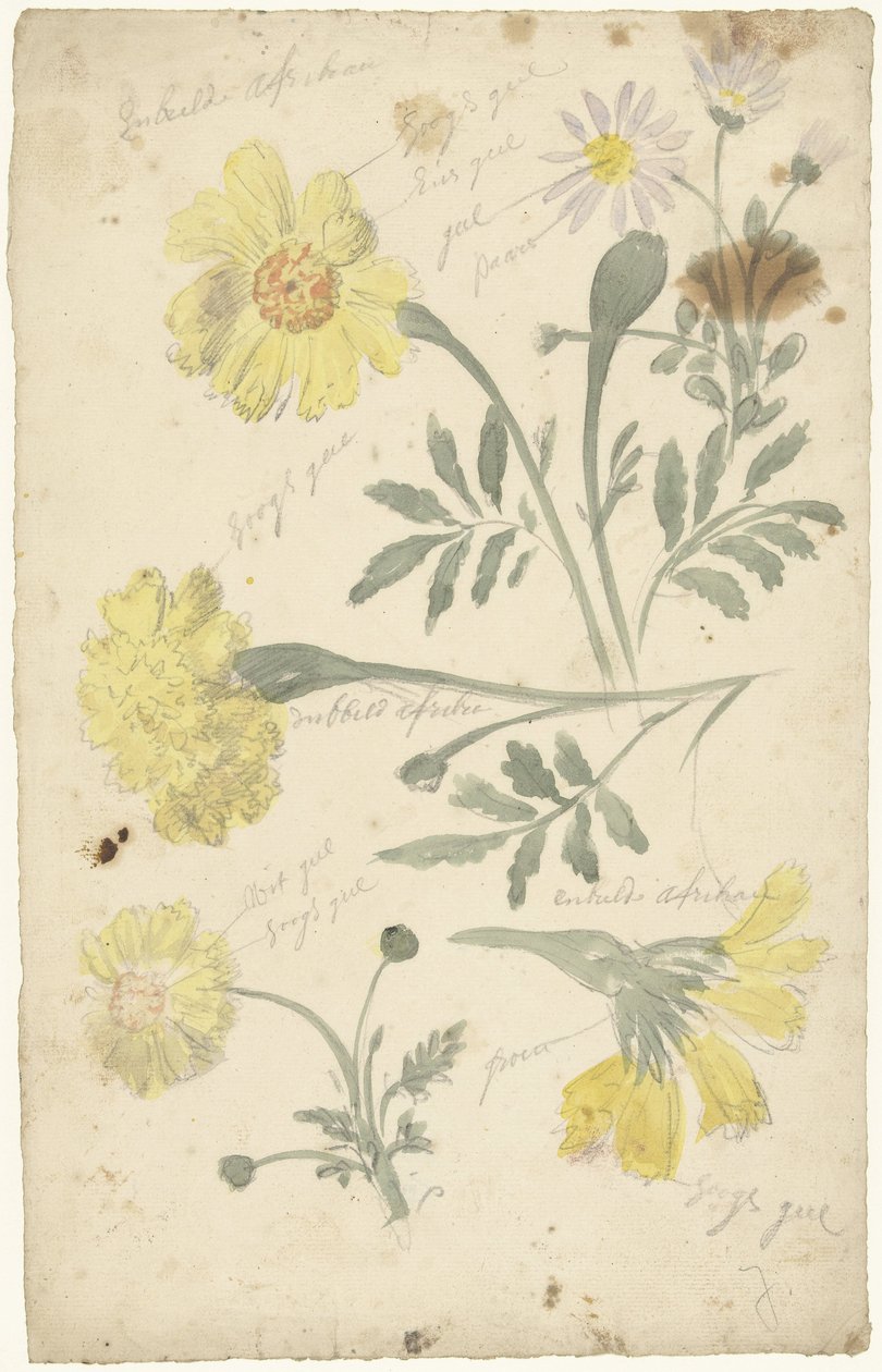Blomsterstudier af morgenfruer af Elias van Nijmegen