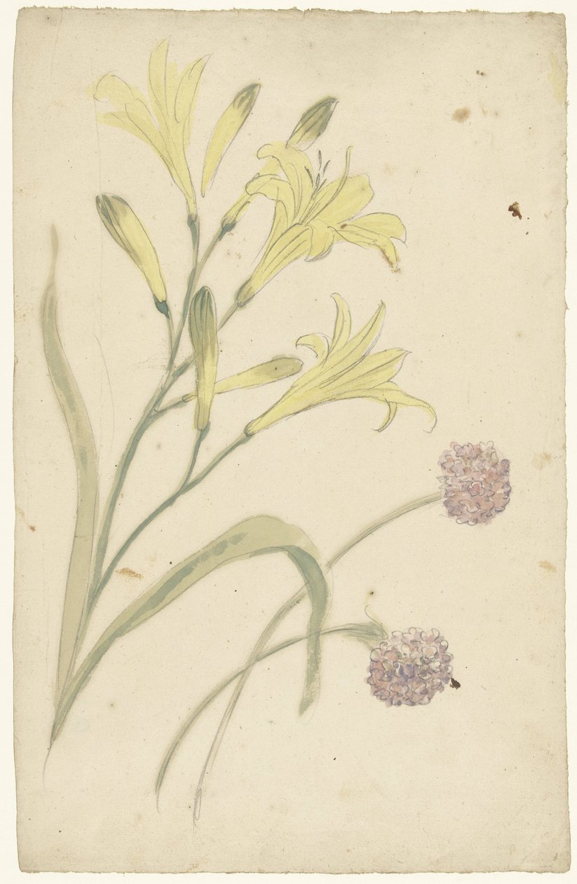 Blomsterstudier af en gul lilje og et blomstrende løg af Elias van Nijmegen