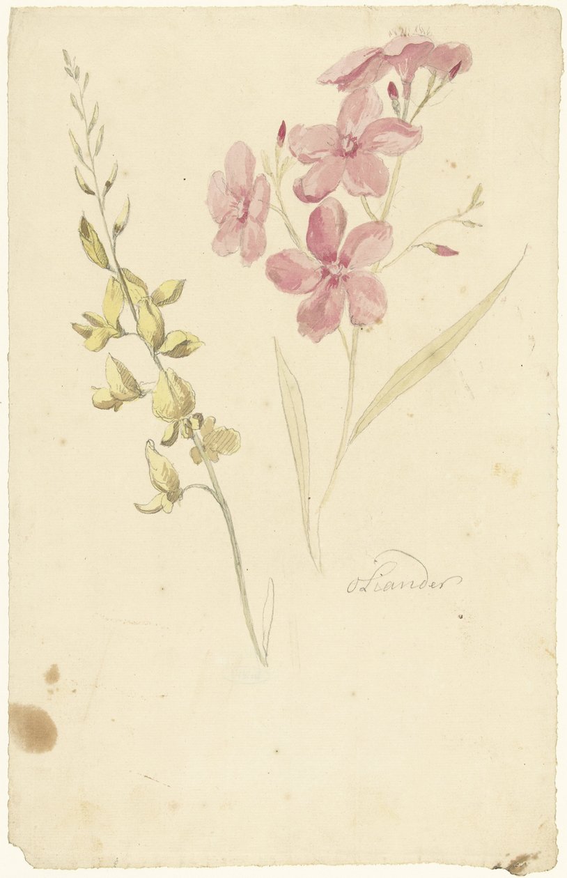 Oleander og bremse af Elias van Nijmegen