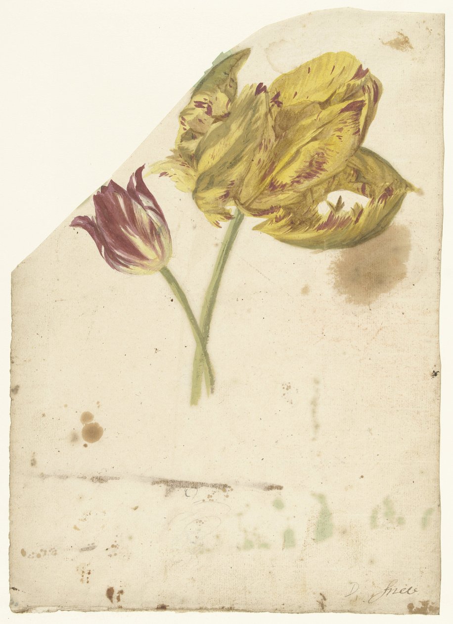 Undersøgelse af to tulipaner af Elias van Nijmegen