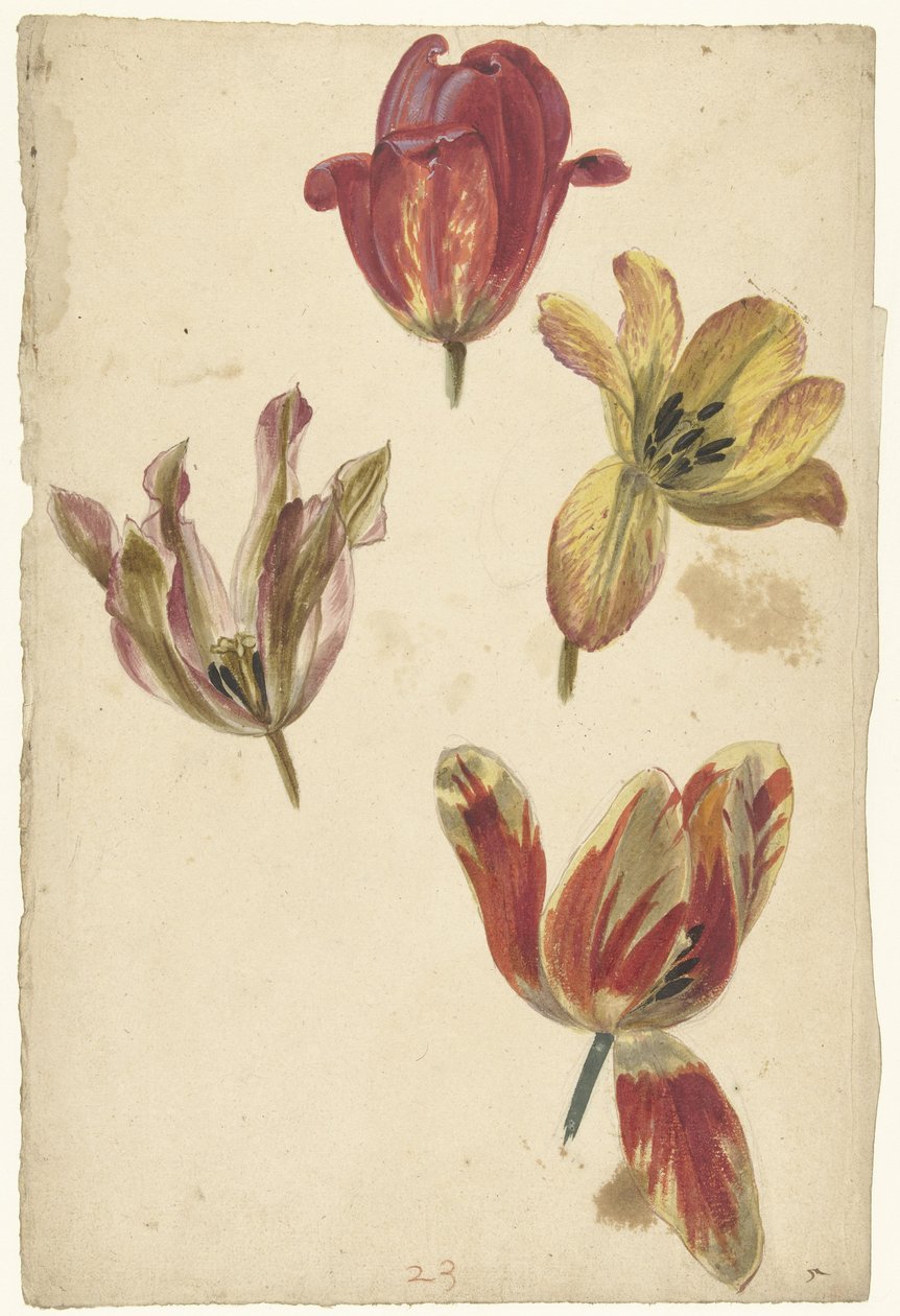 Studier af fire tulipaner af Elias van Nijmegen
