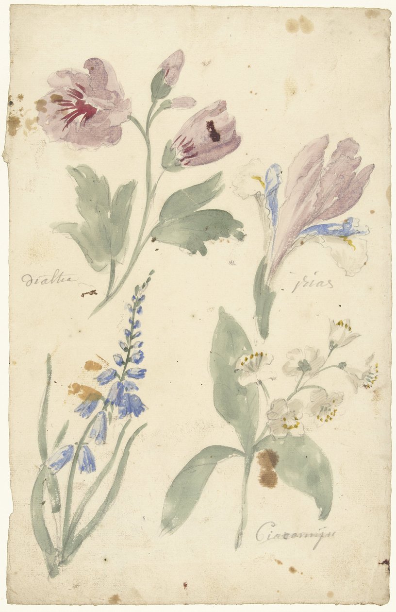 Undersøgelser af blomster inklusive en iris af Elias van Nijmegen