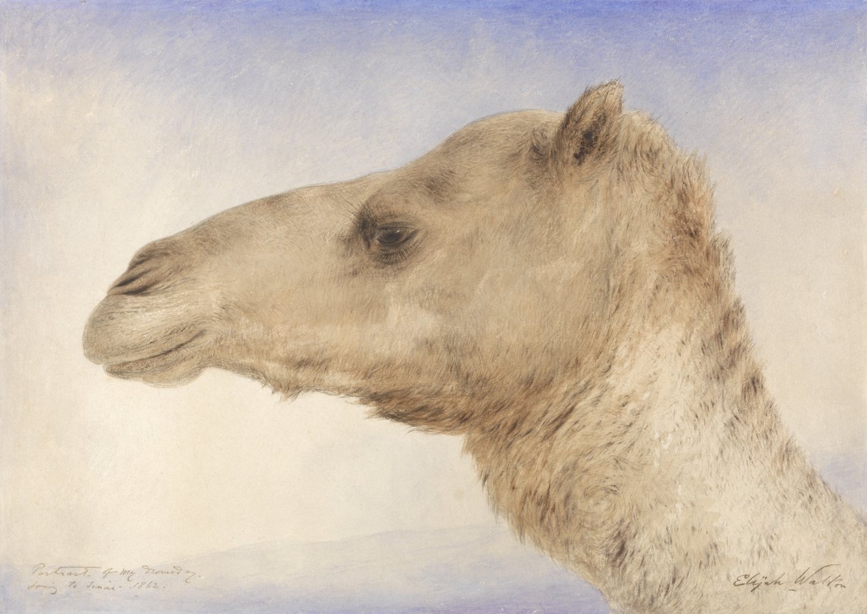 Portrait of the Artists Dromedary, 1862 (wc over grafit på papir) af Elijah Walton
