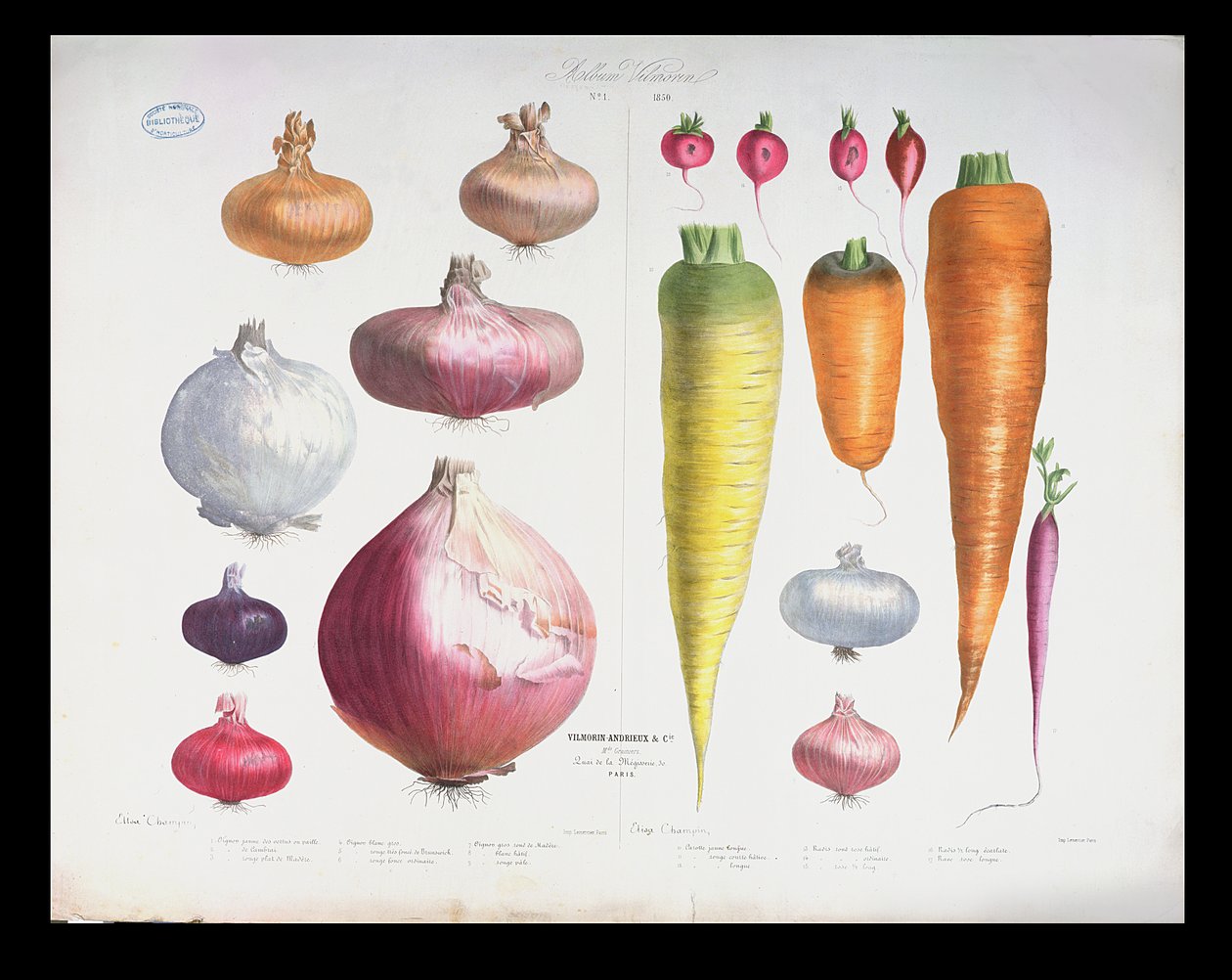 Løg, radiser og gulerødder, fra det første album Vilmorin, 1850 af Elisa Champin
