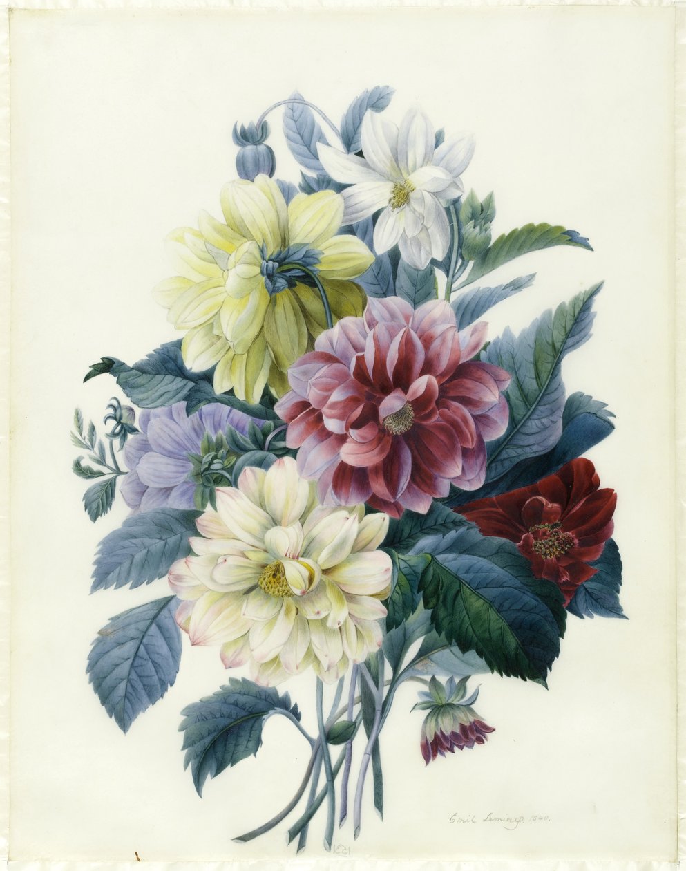 Blandede georginer, 1840 (wc & kropsfarve på vellum) af Elisa Emilie Lemire