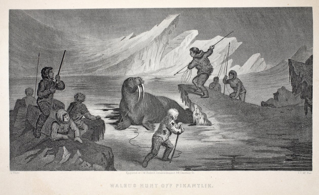 Walrus Hunt off Pikantlik, illustration fra 