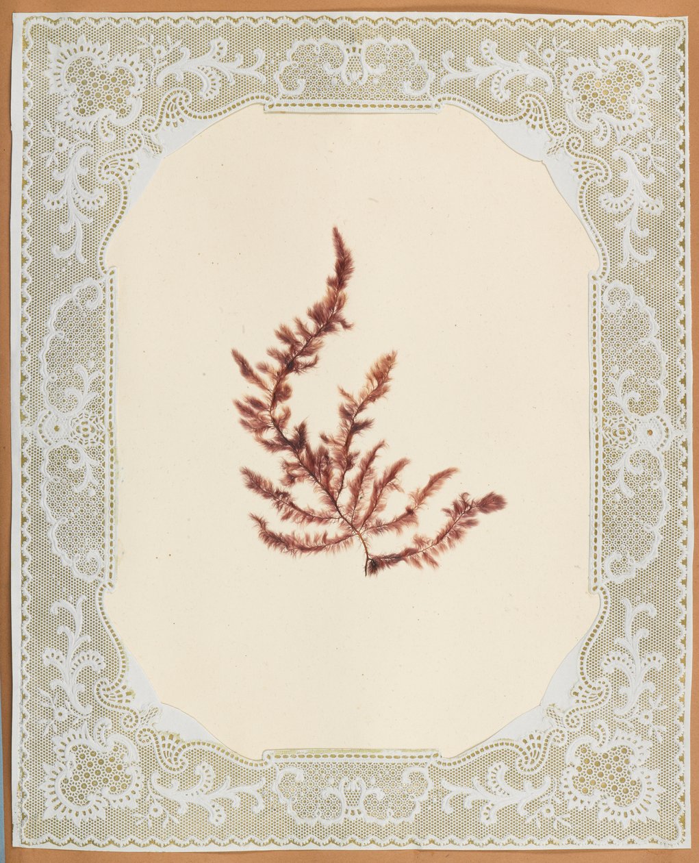 Tang af Eliza A. Jordson