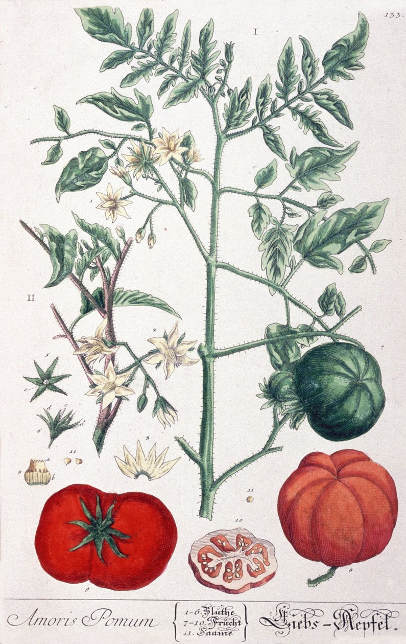 Golden apple (tomat) Tomat af Elizabeth Blackwell