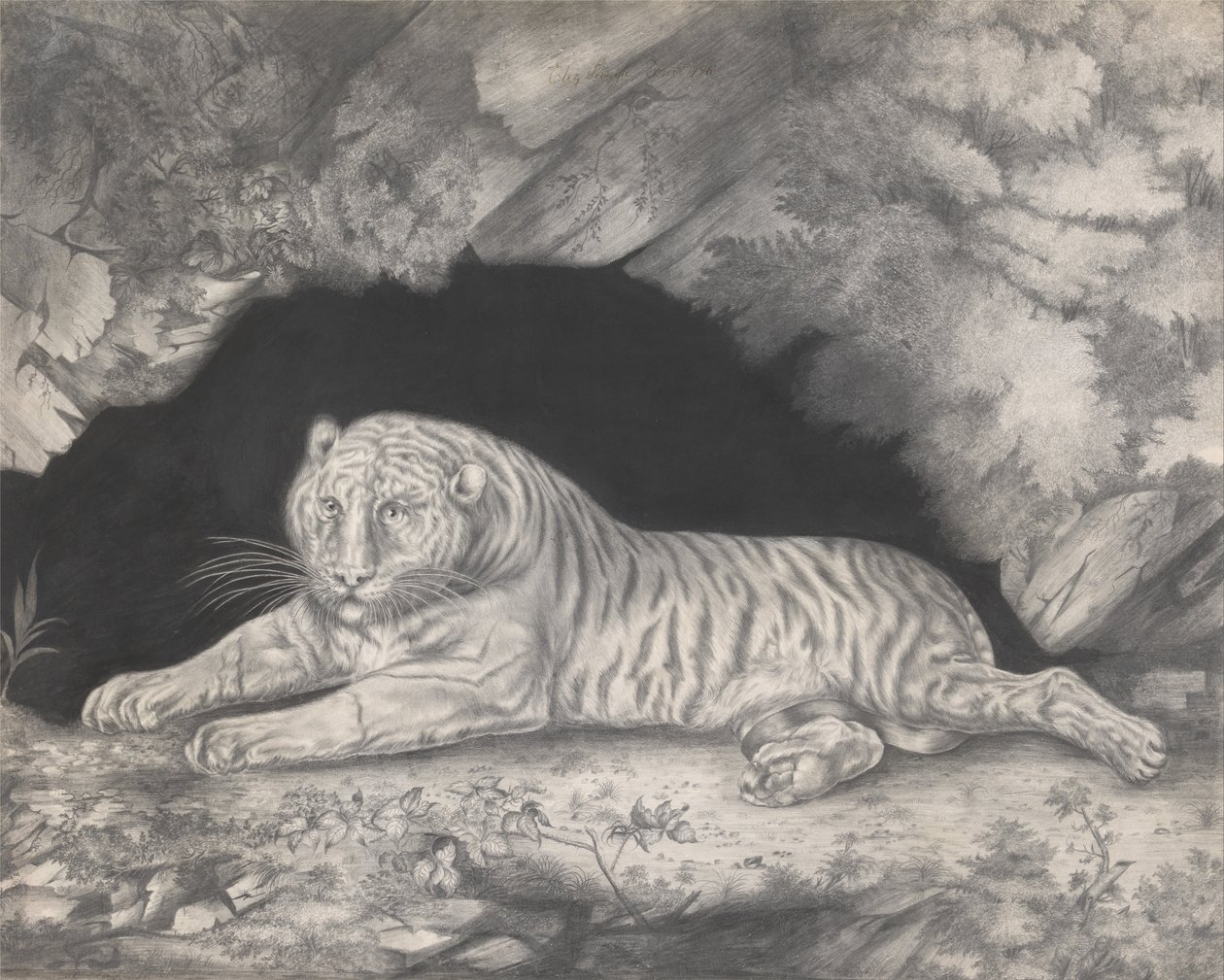 En tiger ligger i indgangen til en hule af Elizabeth Pringle