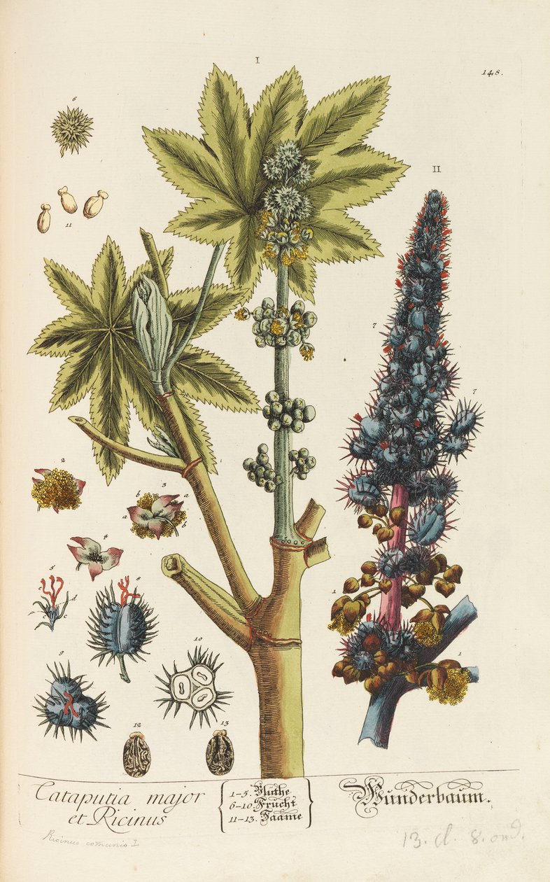 Blackwellian Herbarium revideret og forstørret, 1754-1773. af Elizabeth Blachrie Blackwell