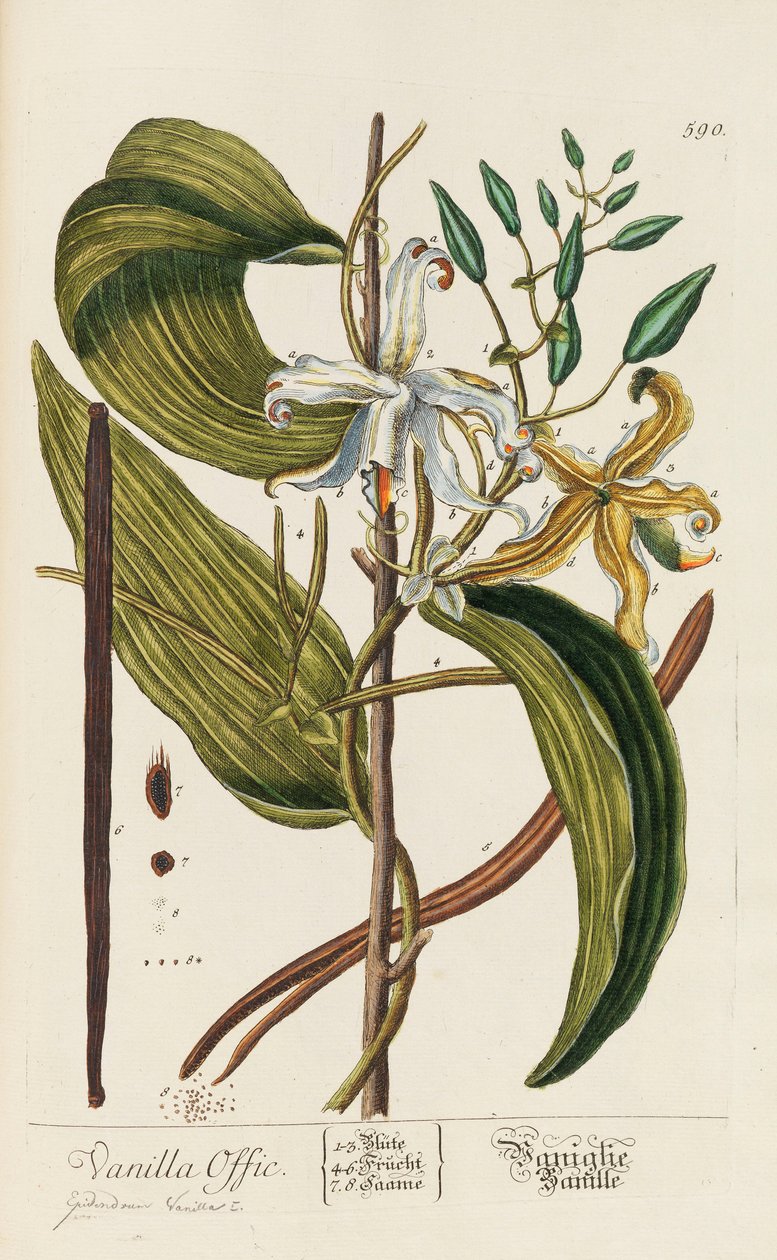 Blackwellian Herbarium revideret og forstørret, 1754-1773. af Elizabeth Blachrie Blackwell