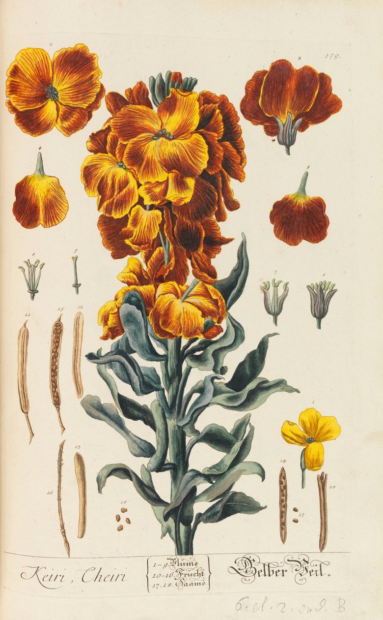 Blackwellian Herbarium revideret og forstørret, 1754-1773. af Elizabeth Blachrie Blackwell