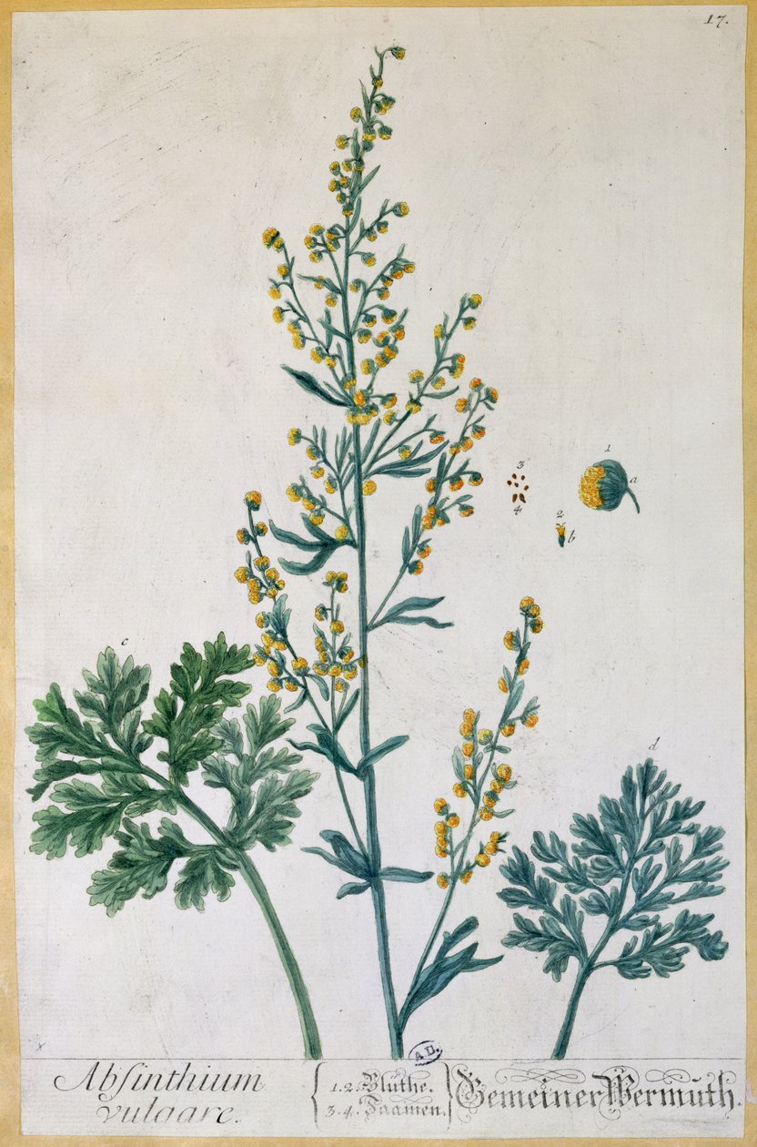 Absinthe, plade fra "Herbarium Blackwellianum" af kunstneren, 1757 (farvestik) af Elizabeth Blackwell