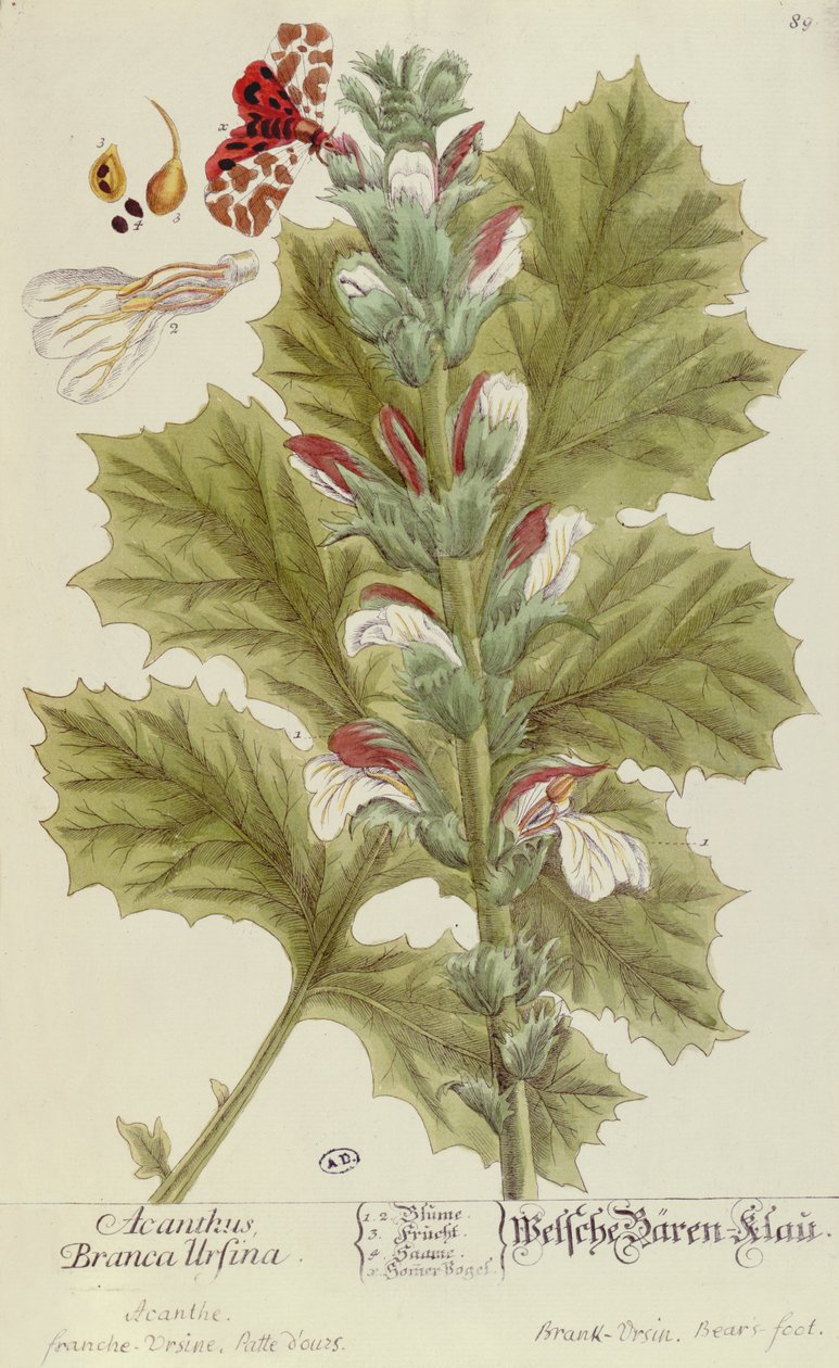 Acanthus Branca Ursina, fra A Curious Herbal, udgivet i Nürnburg i 1757 af Elizabeth Blackwell