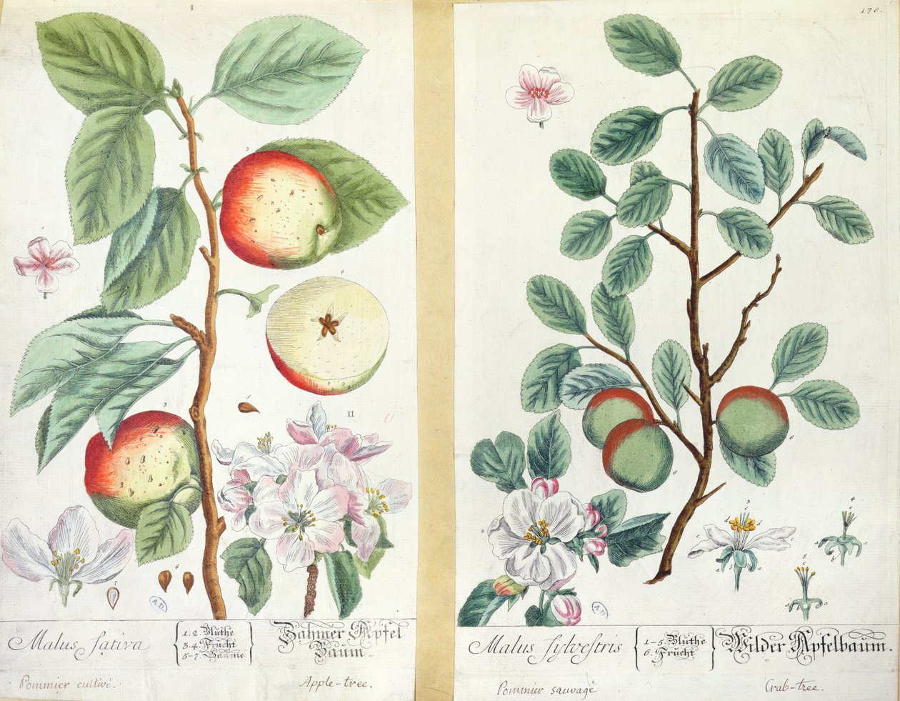 Æbler, Malus Sativa og Malus Sylvestris, fra 