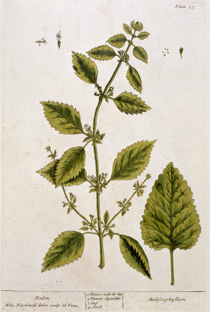 Balsam, tallerken 27 fra 