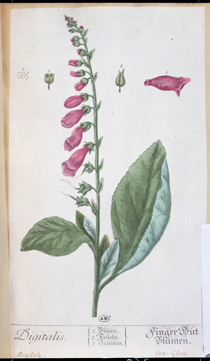 Digitalis purpurea, fra 