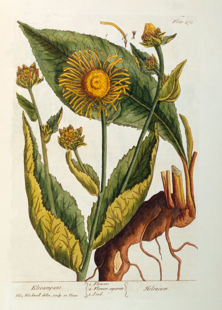 Elecampane, plade 473 fra 