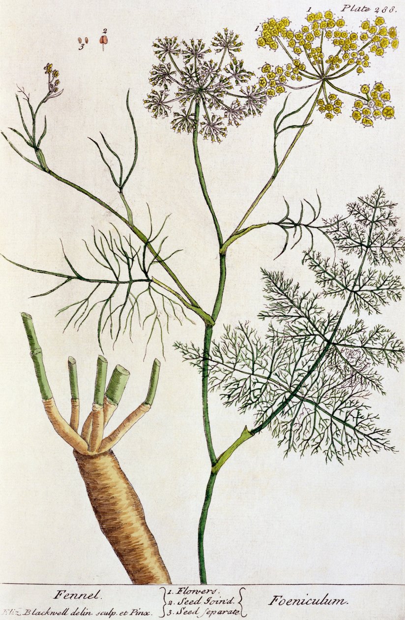 Fennikel, planche 288 fra "A Curious Herbal", udgivet i 1782 (farvestik) af Elizabeth Blackwell