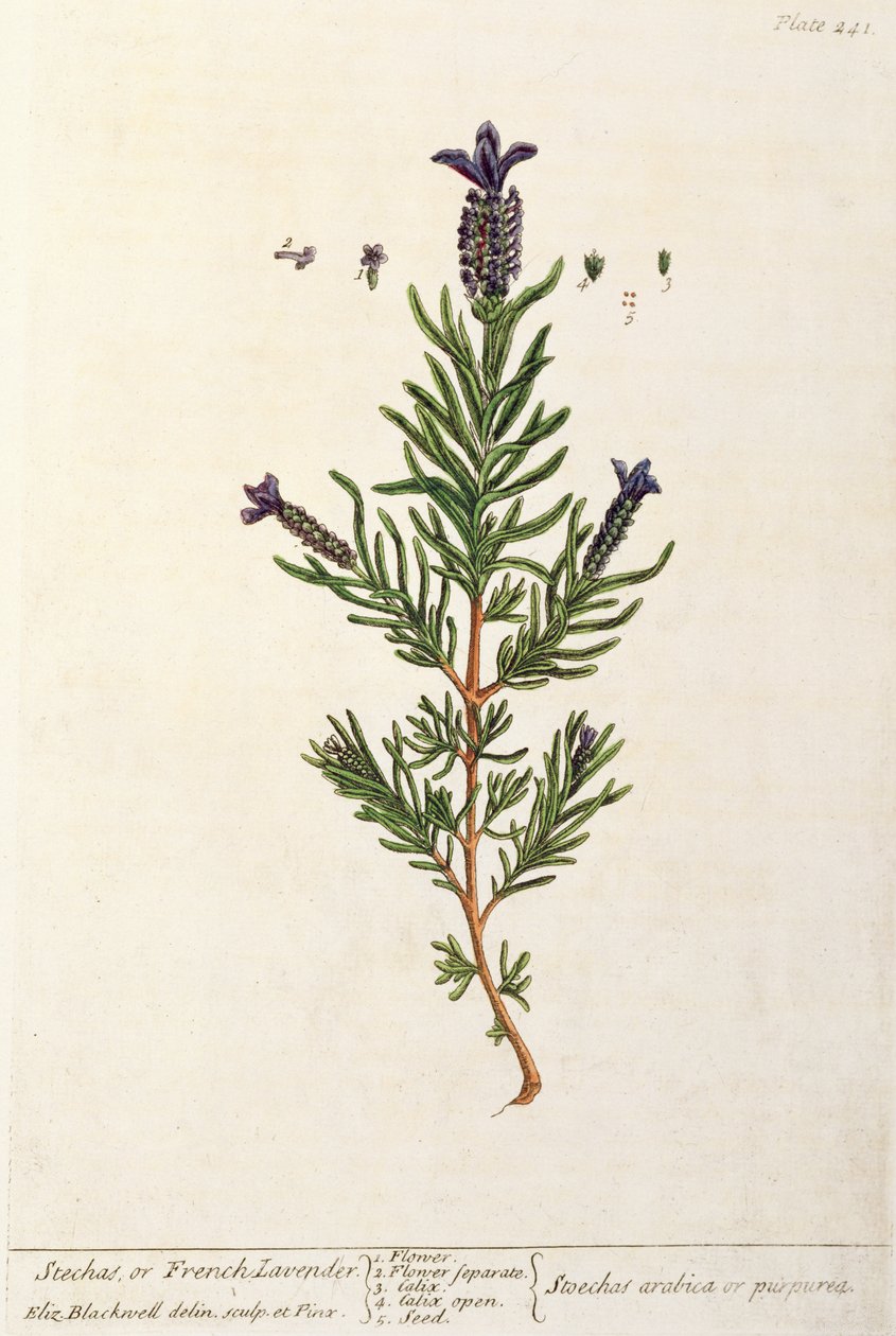 Fransk lavendel, tallerken 241 fra 
