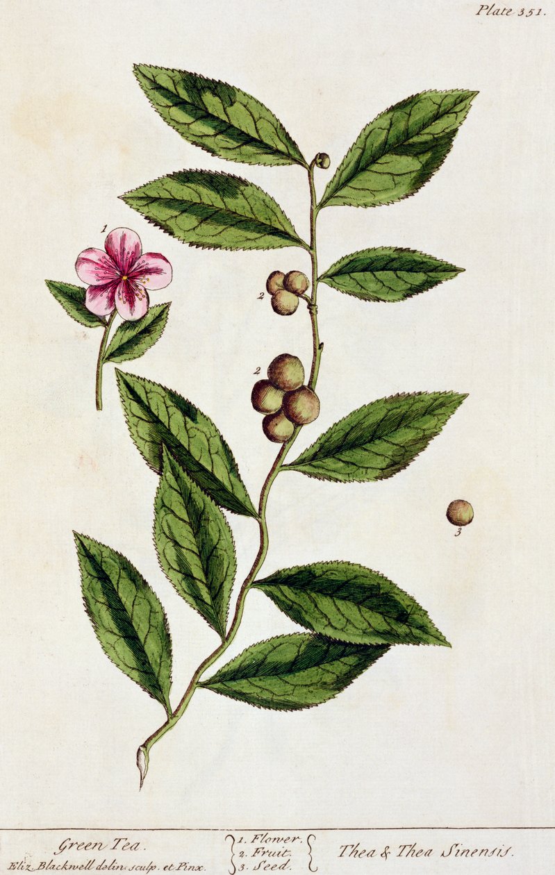 Grøn te, planche 351 fra "A Curious Herbal", udgivet i 1782 (farvestik) af Elizabeth Blackwell
