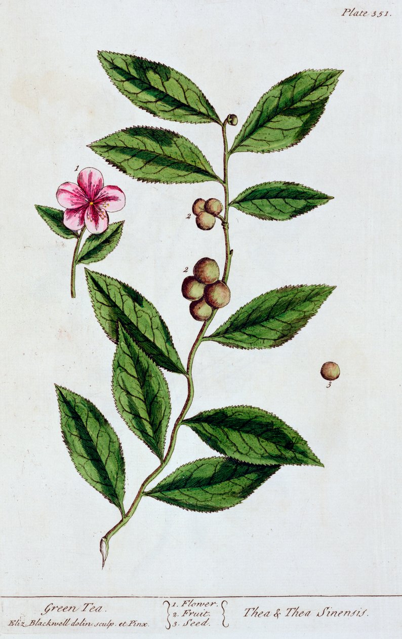 Grøn te, 1782 af Elizabeth Blackwell