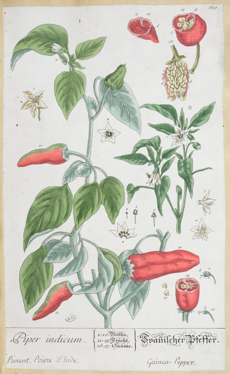 Guinea Pepper (Piper Indicum) tallerken 129 fra den tyske udgave af 