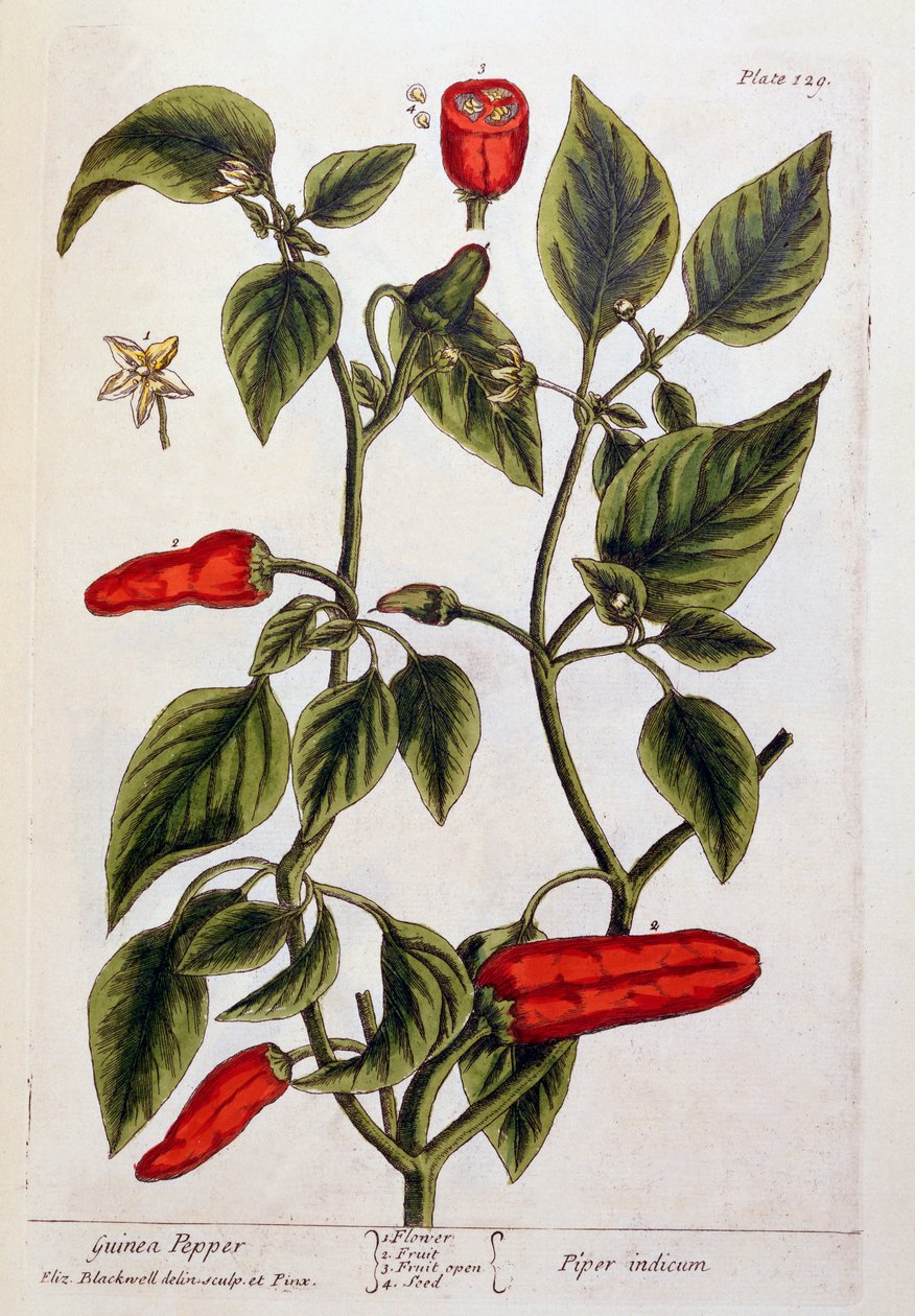 Guinea Peber, tallerken 129 fra 