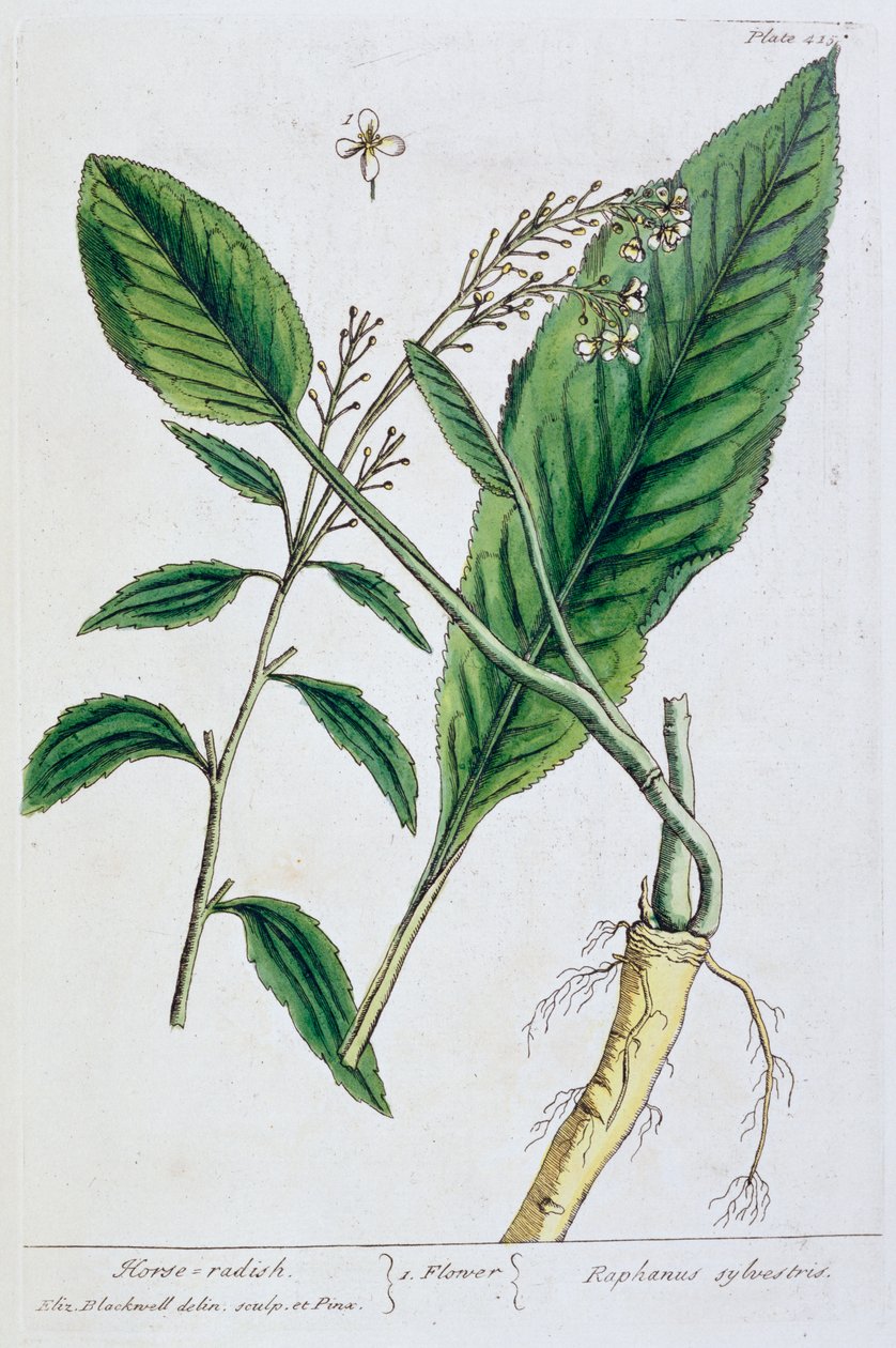 Peberrod, 1782 af Elizabeth Blackwell
