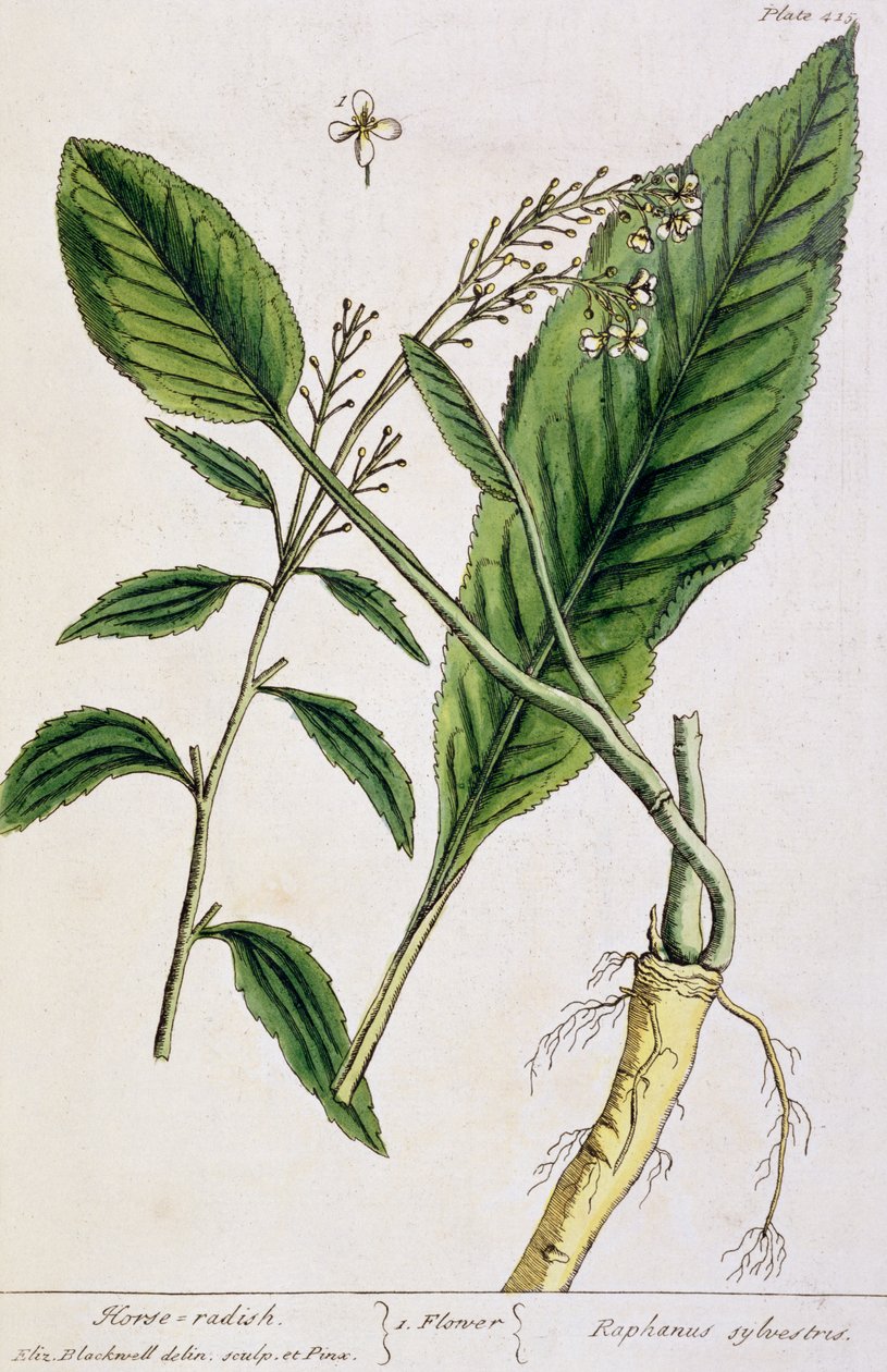 Peberrod, tallerken 415 fra 