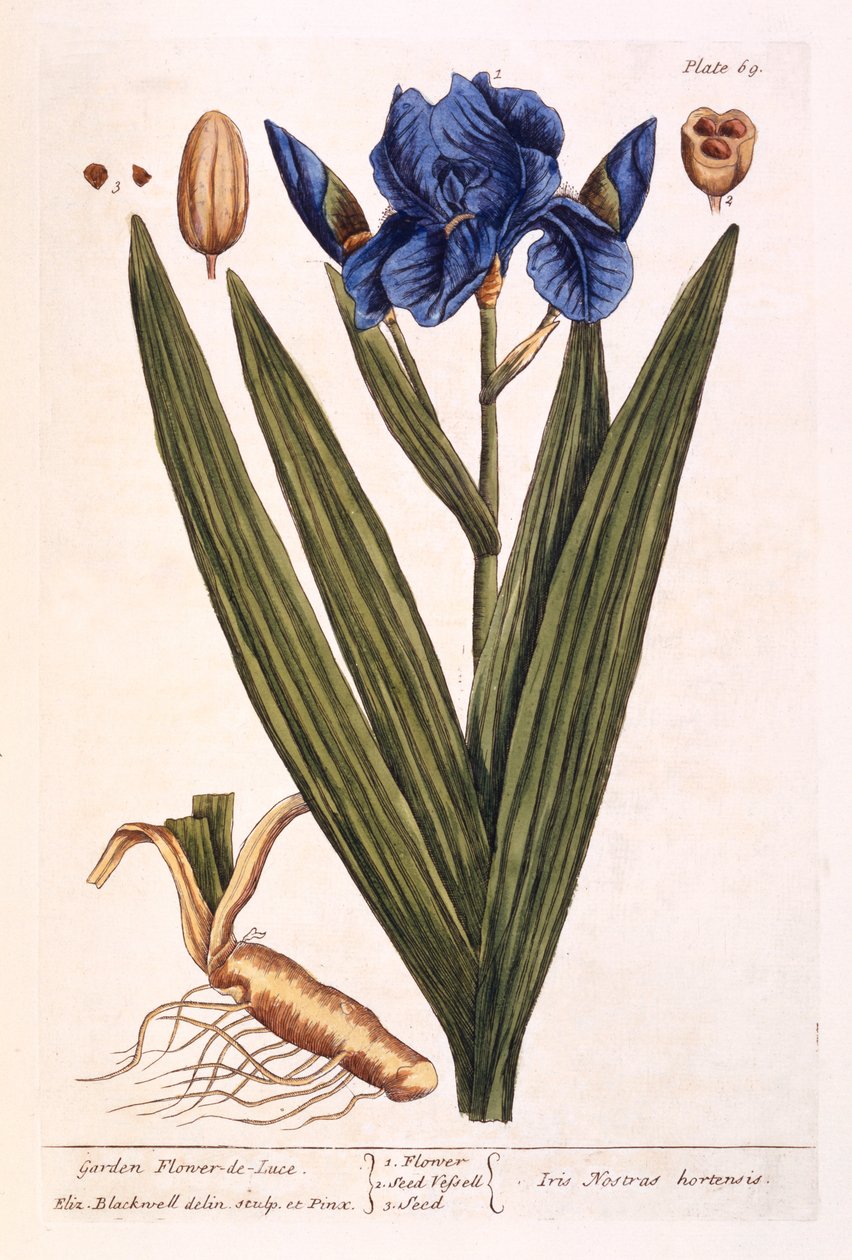 Iris, plade 69 fra 