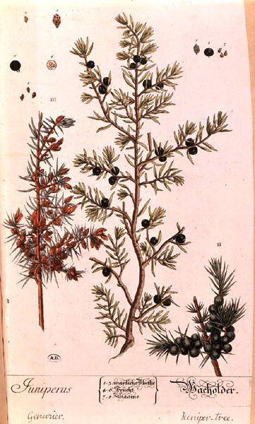 Enebær (Juniperus) tallerken fra den tyske udgave af 