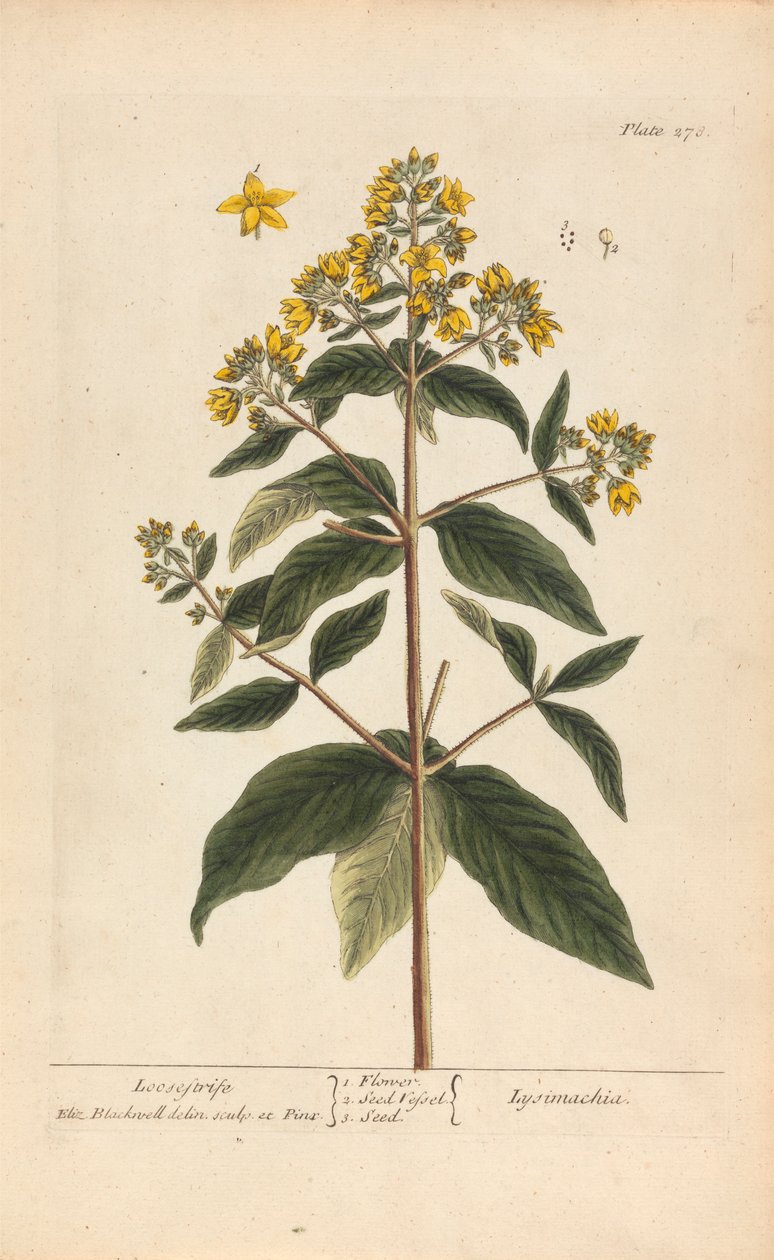 Lysimachia (Loosestrife), plade 278 fra 
