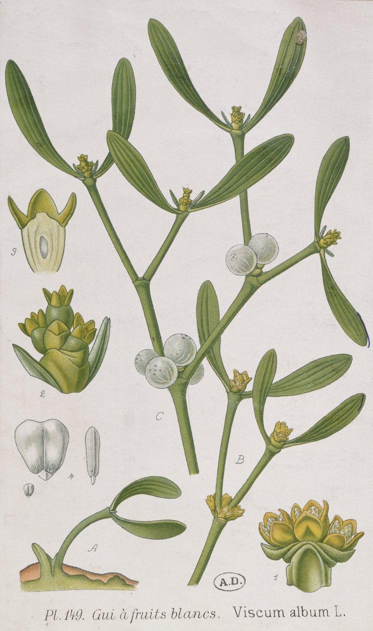 Mistelten, fra "A Curious Herbal", udgivet i Nürnberg i 1757 af Elizabeth Blackwell