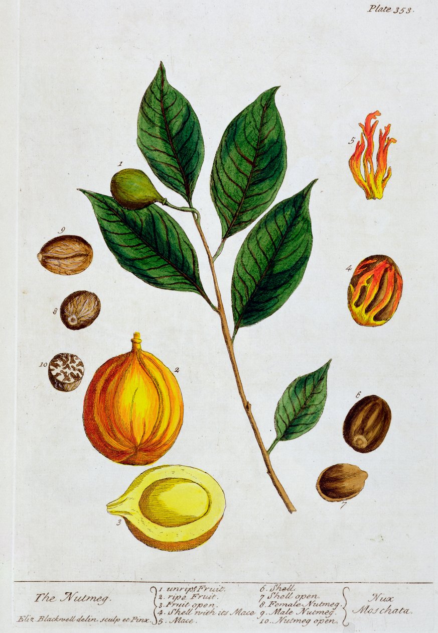 Muskatnød, 1782 af Elizabeth Blackwell