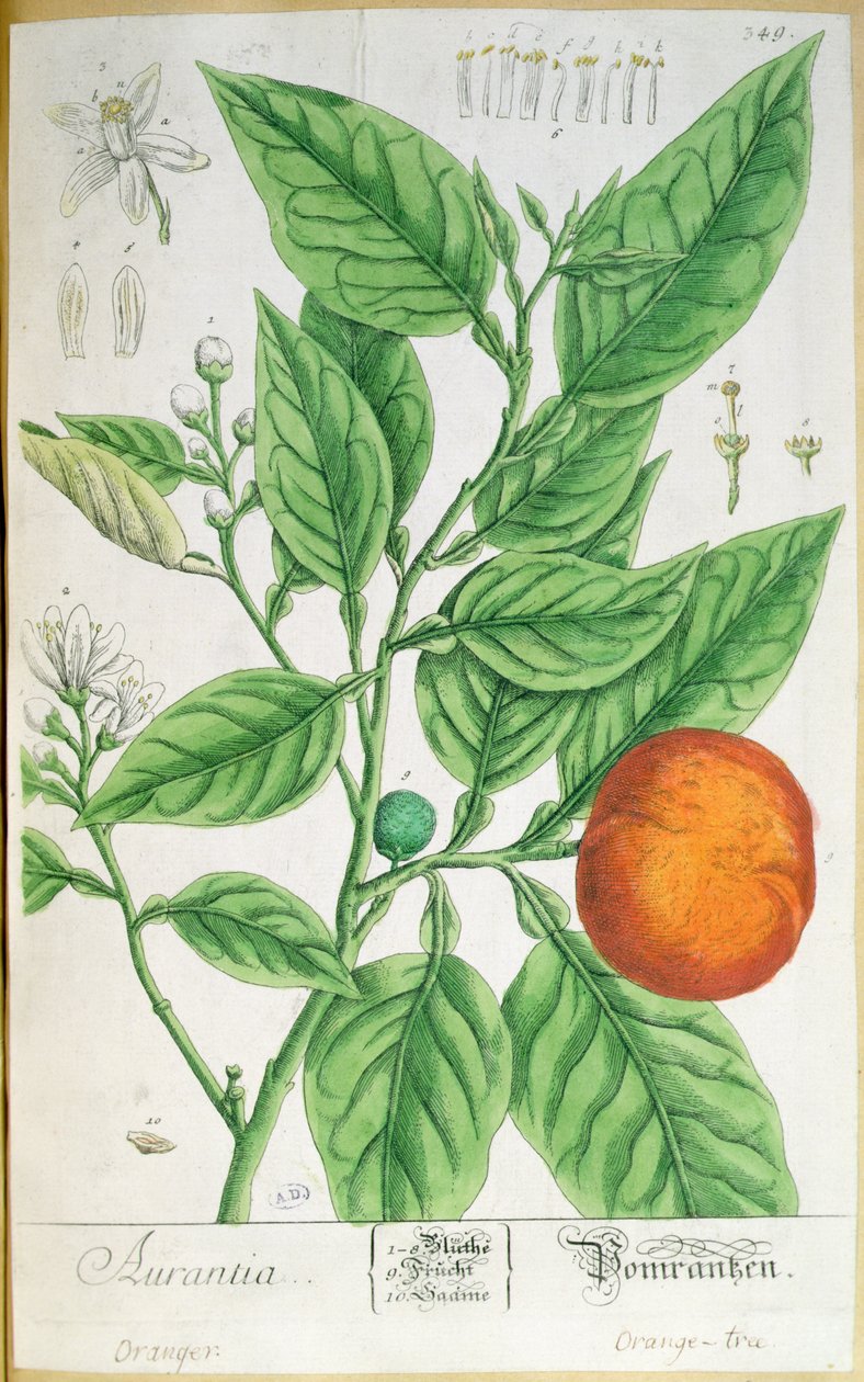Orange gren med frugt, fra 