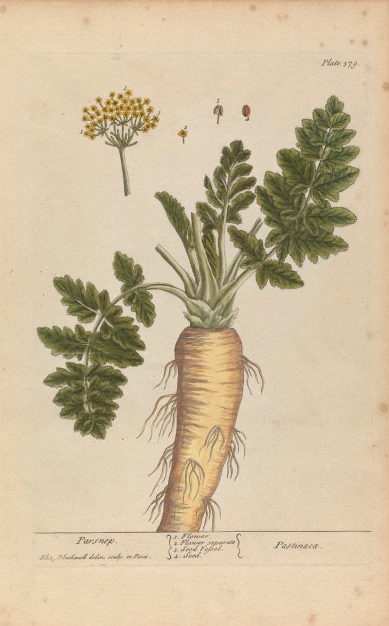 Pastinaca (Pastinak), tallerken 379 fra 
