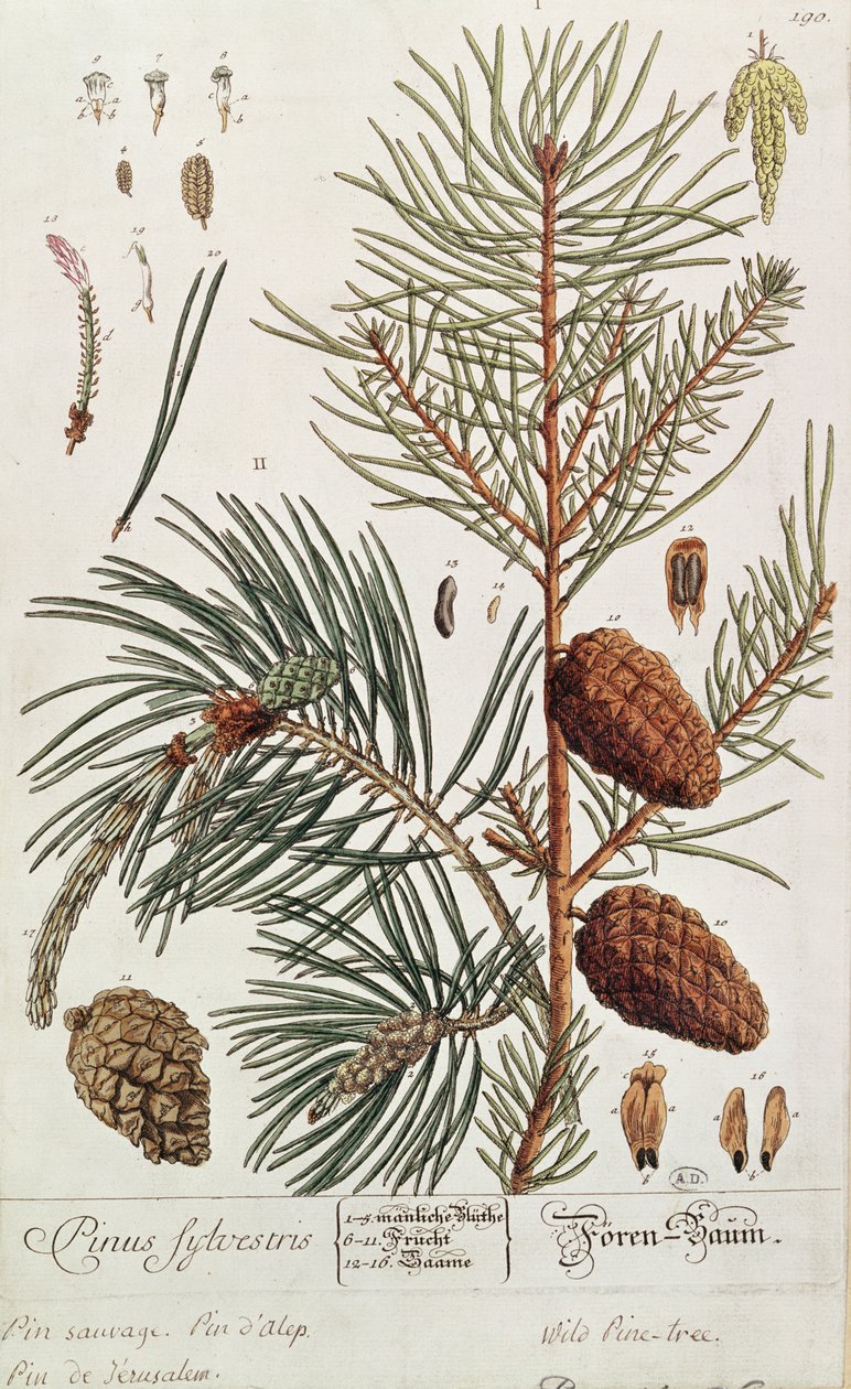 Pine Tree, fra 