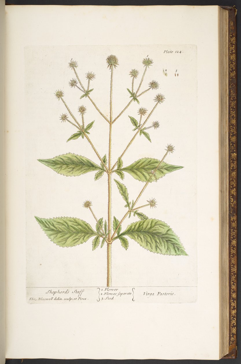 Tallerken 124, fra 
