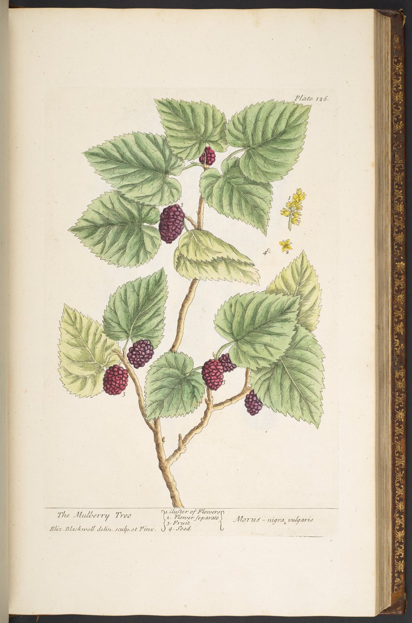 Tallerken 126, fra 