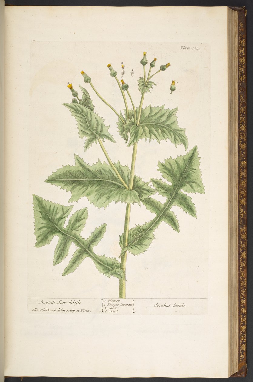 Tallerken 130, Smooth Son-Thistle, fra 