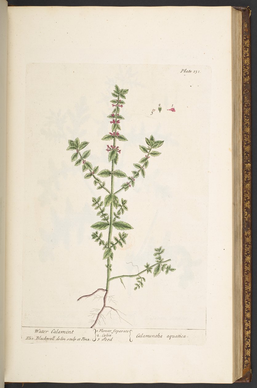 Tallerken 131, fra 
