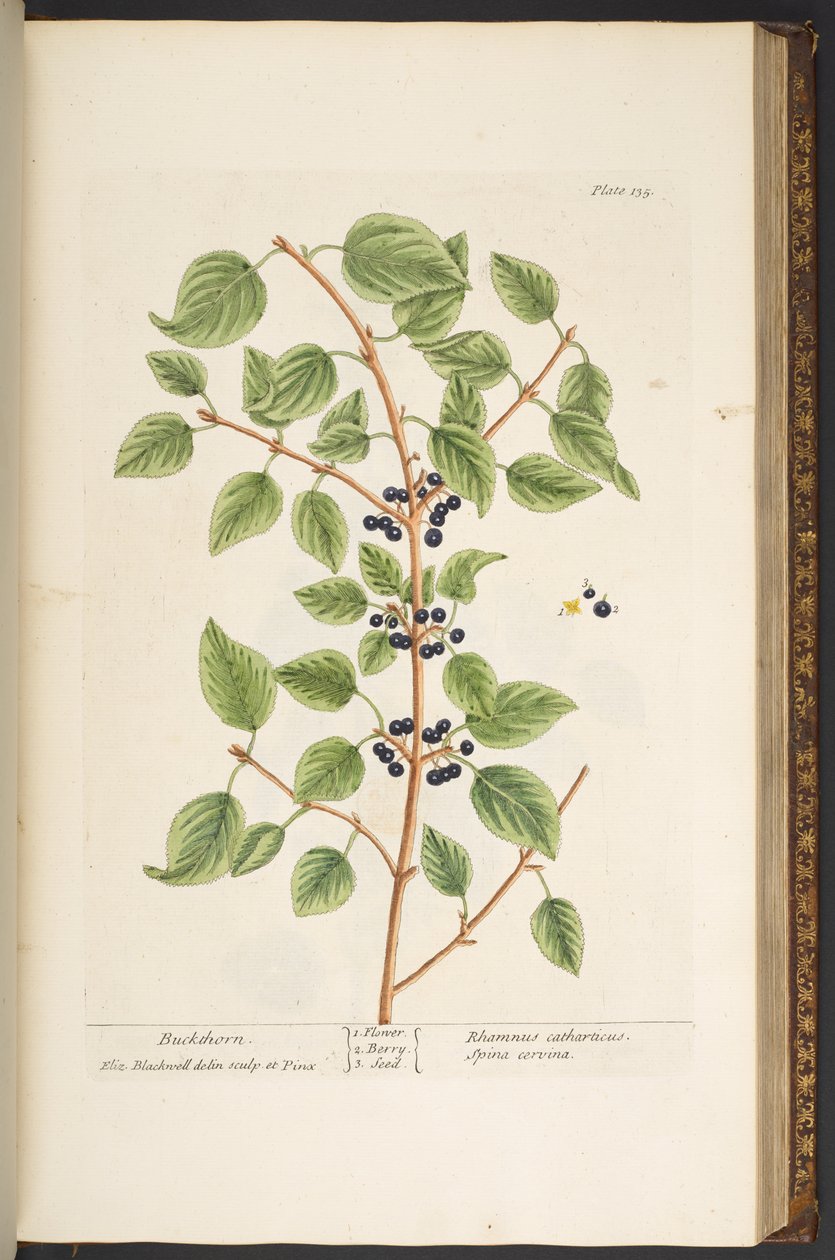 Tallerken 135, fra 