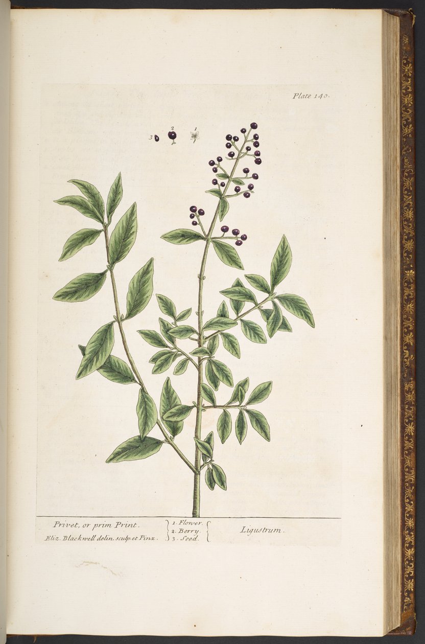 Tallerken 140, fra 